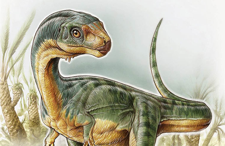 Чилизавр – потерянное звено эволюции
